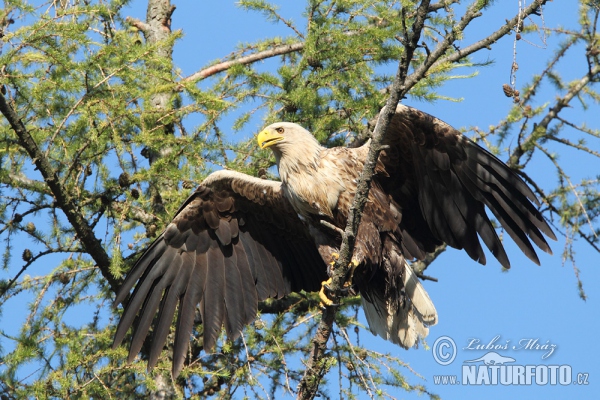 Orliak morský (Haliaeetus albicilla)