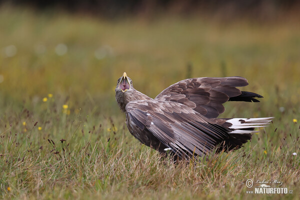 Orliak morský (Haliaeetus albicilla)