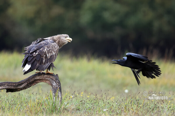 Orliak morský (Haliaeetus albicilla)