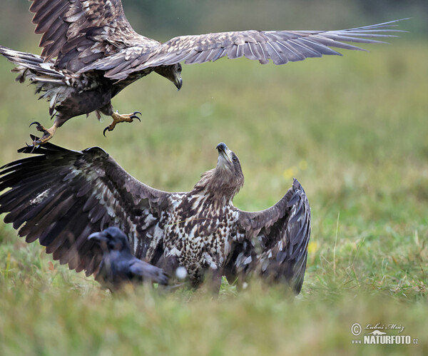 Orliak morský (Haliaeetus albicilla)