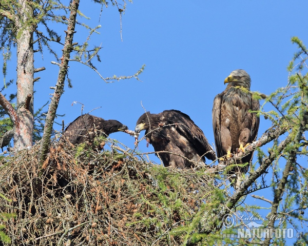Orliak morský (Haliaeetus albicilla)