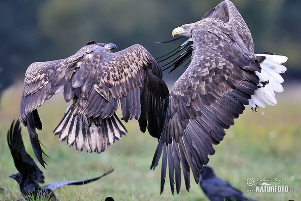 Orliak morský (Haliaeetus albicilla)