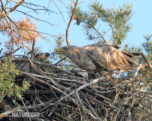 Orliak morský (Haliaeetus albicilla)