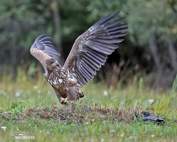 Orliak morský (Haliaeetus albicilla)