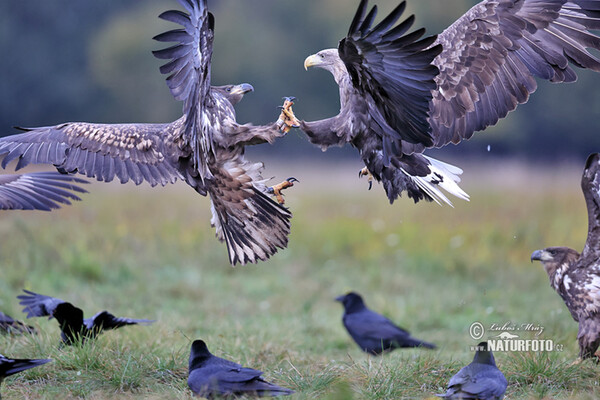 Orliak morský (Haliaeetus albicilla)