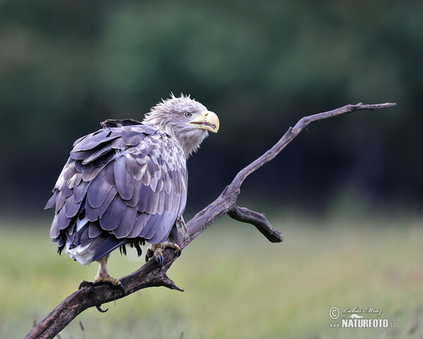 Orliak morský (Haliaeetus albicilla)