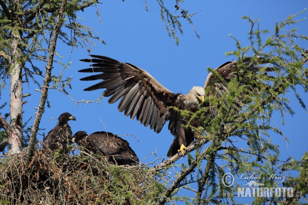 Orliak morský (Haliaeetus albicilla)