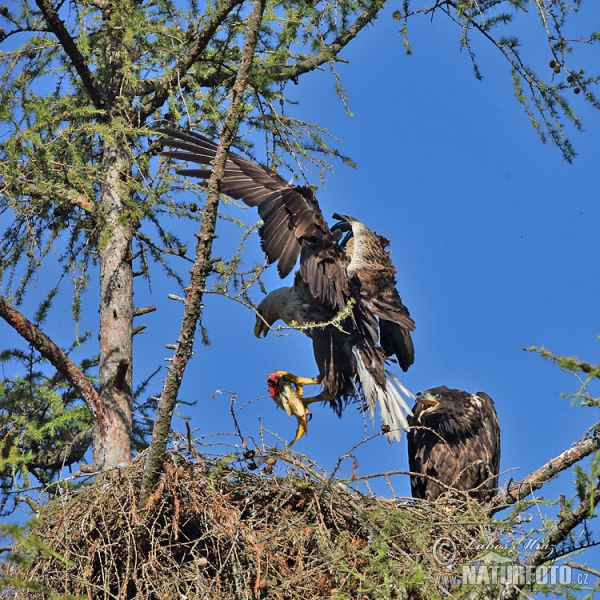 Orliak morský (Haliaeetus albicilla)