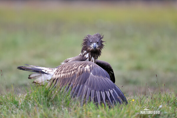 Orliak morský (Haliaeetus albicilla)