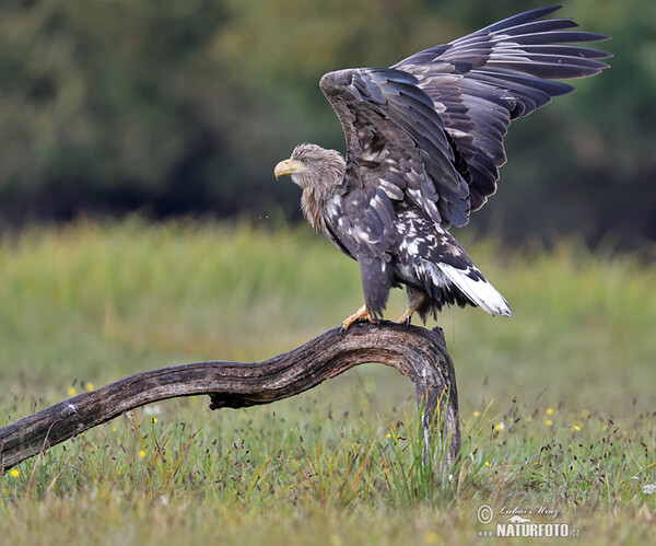 Orliak morský (Haliaeetus albicilla)