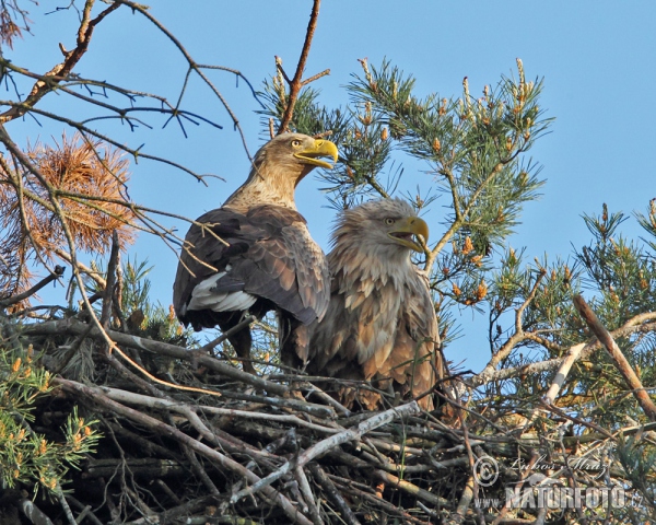 Orliak morský (Haliaeetus albicilla)