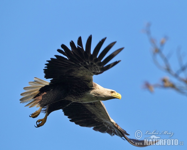 Orliak morský (Haliaeetus albicilla)