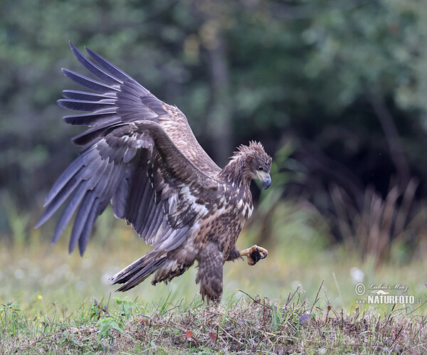 Orliak morský (Haliaeetus albicilla)