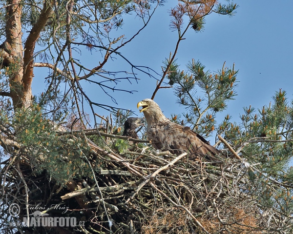 Orliak morský (Haliaeetus albicilla)