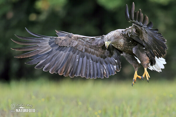 Orliak morský (Haliaeetus albicilla)