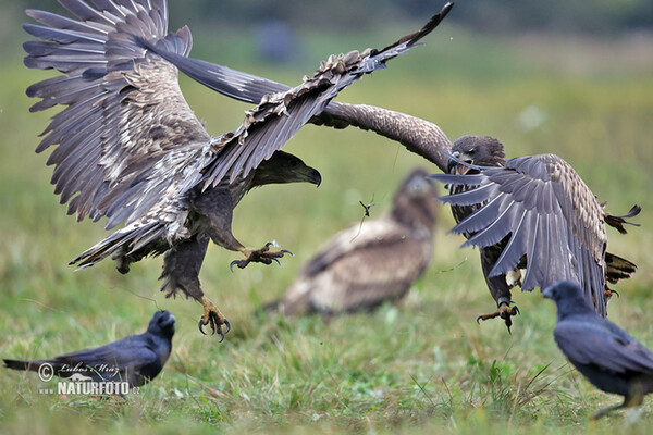 Orliak morský (Haliaeetus albicilla)