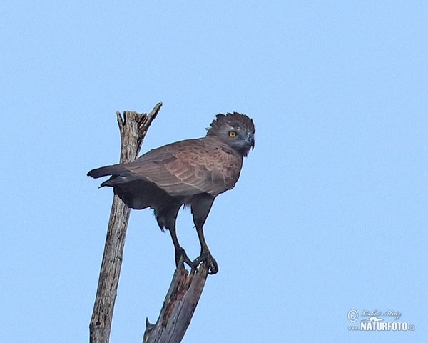 Orlík hnědý (Circaetus cinereus)