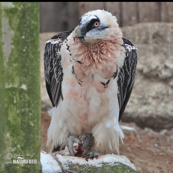 Orlosup bradatý (Gypaetus barbatus)