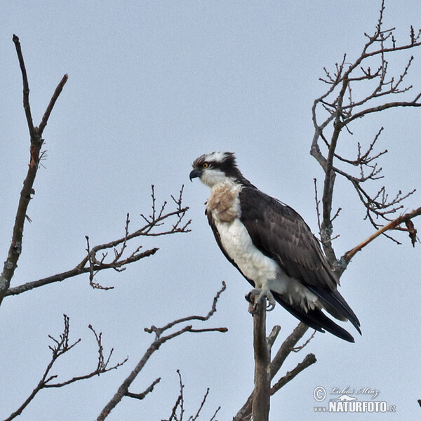 Orlovec říční (Pandion haliaetus)