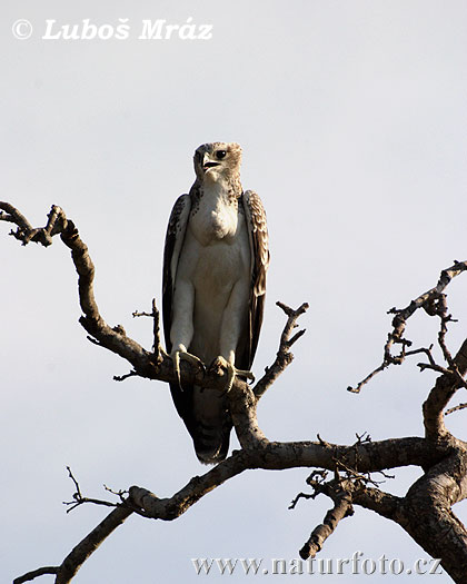 Orol dravý (Polemaetus bellicosus)