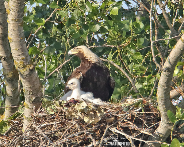 Orol kráľovský (Aquila heliaca)