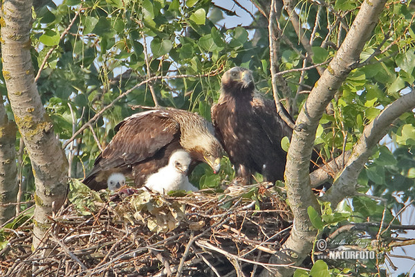 Orol kráľovský (Aquila heliaca)