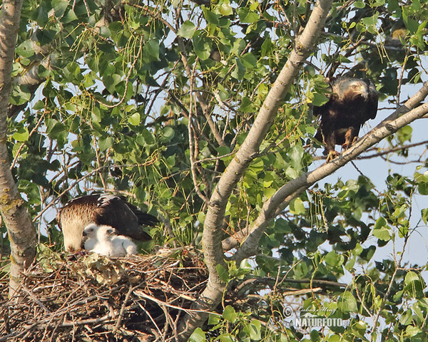 Orol kráľovský (Aquila heliaca)