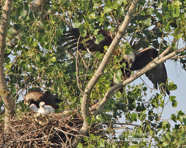 Orol kráľovský (Aquila heliaca)