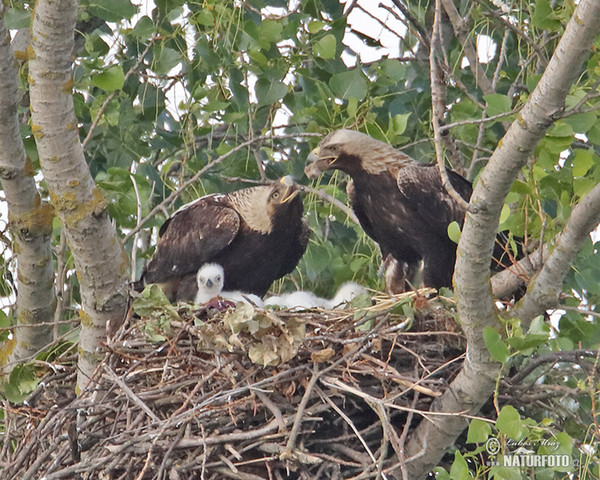 Orol kráľovský (Aquila heliaca)