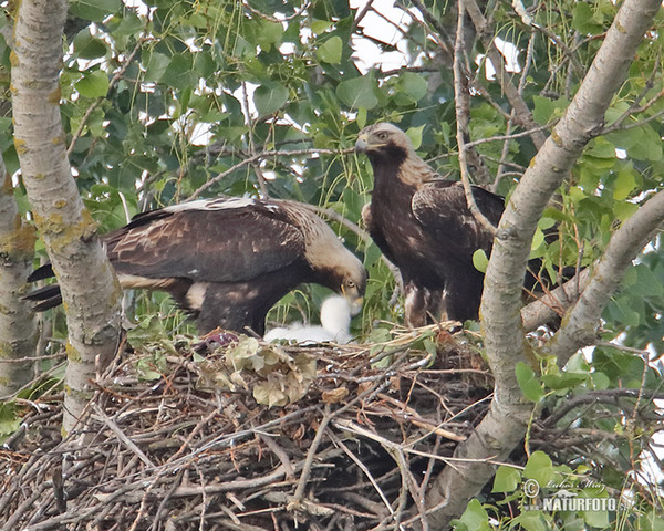 Orol kráľovský (Aquila heliaca)