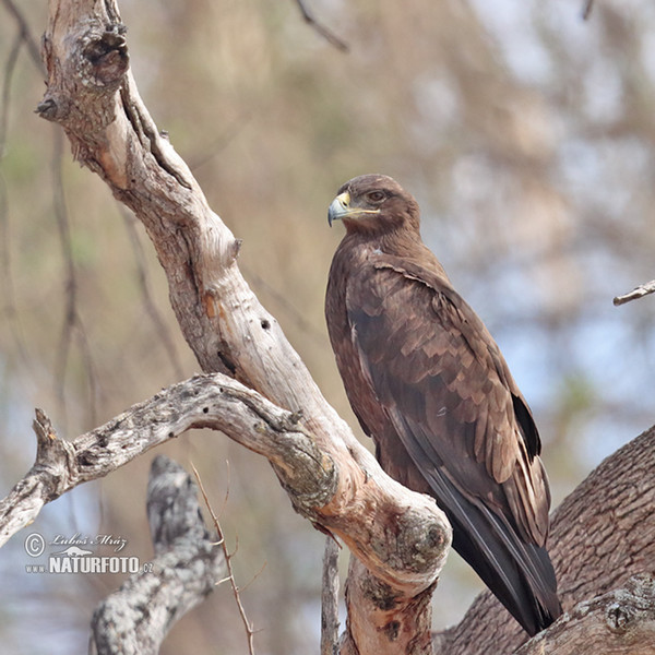 Orol stepný (Aquila rapax)