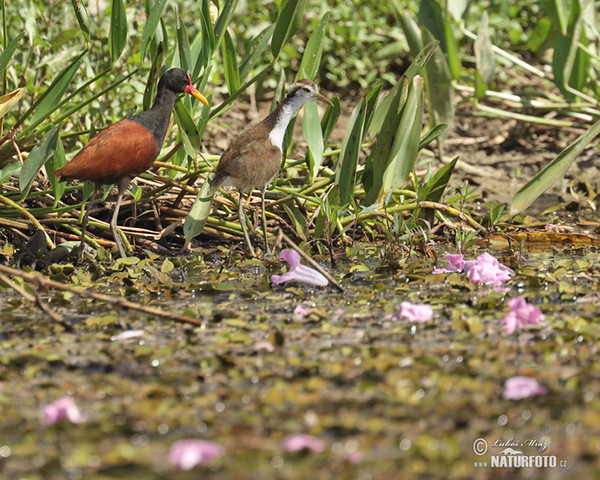 Ostnák jihoamerický (Jacana jacana)