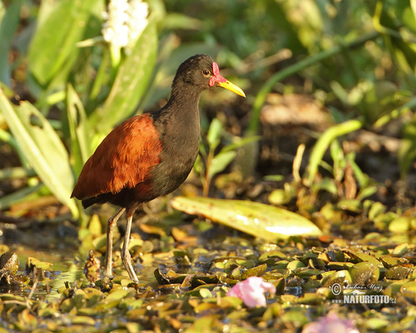 Ostnák jihoamerický (Jacana jacana)