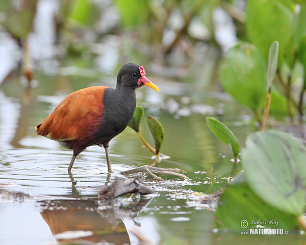 Ostnák jihoamerický (Jacana jacana)
