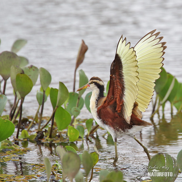 Ostnák jihoamerický (Jacana jacana)