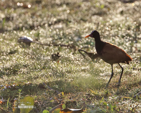 Ostnák jihoamerický (Jacana jacana)