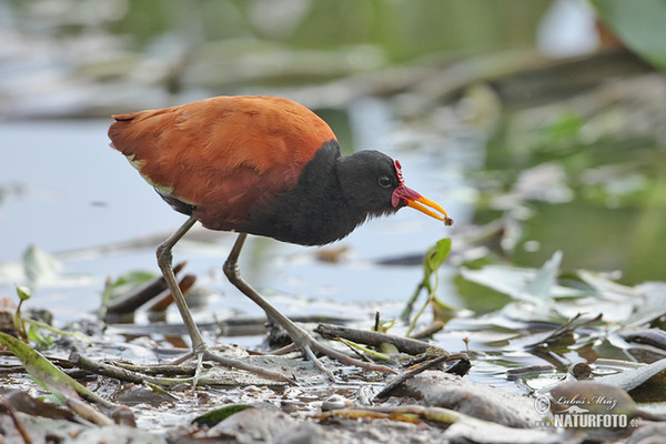 Ostnák jihoamerický (Jacana jacana)