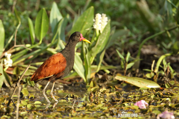 Ostnák jihoamerický (Jacana jacana)