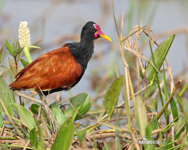 Ostnák jihoamerický (Jacana jacana)