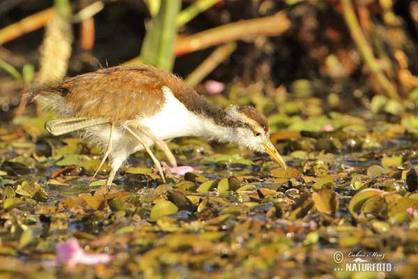 Ostnák jihoamerický (Jacana jacana)