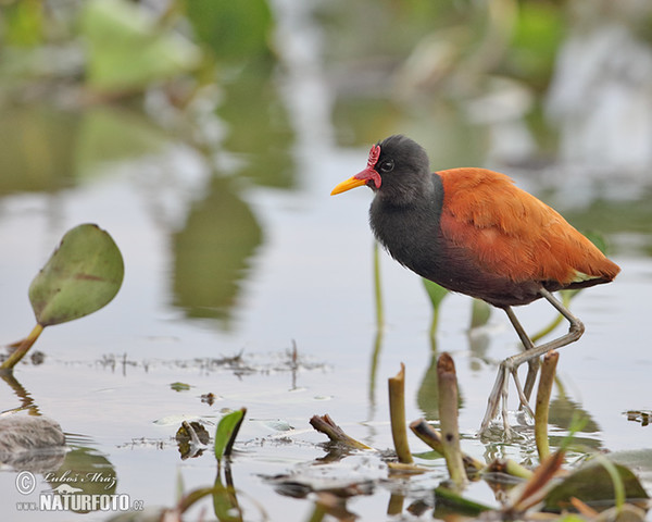 Ostnák jihoamerický (Jacana jacana)