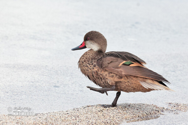 Ostralka bělolící (Anas bahamensis)