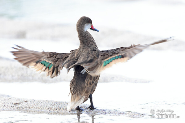 Ostralka bělolící (Anas bahamensis)