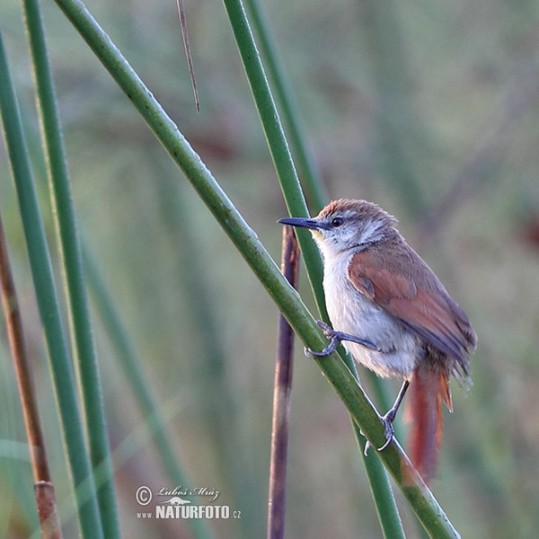 Ostrochvostka žlutohrdlá (Certhiaxis cinnamomeus)