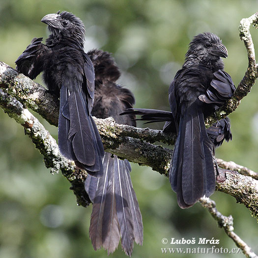 Ostronos vrúbkozobý (Crotophaga sulcirostris)