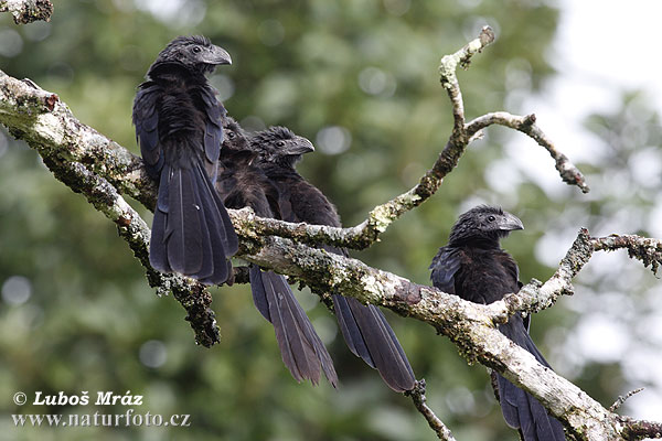 Ostronos vrúbkozobý (Crotophaga sulcirostris)