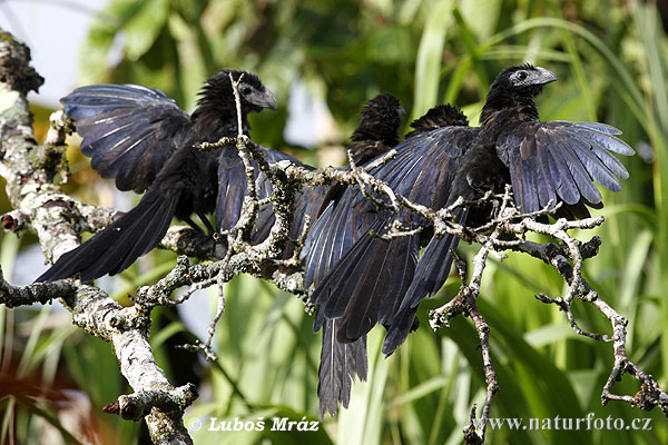 Ostronos vrúbkozobý (Crotophaga sulcirostris)