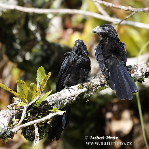 Ostronos vrúbkozobý (Crotophaga sulcirostris)