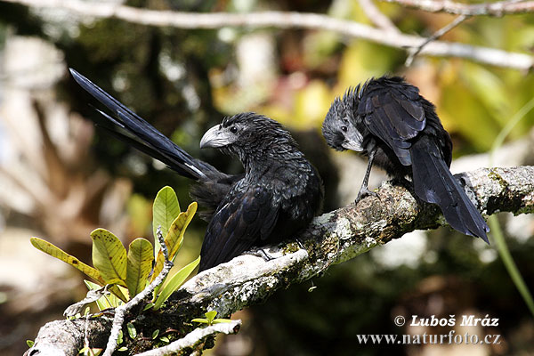 Ostronos vrúbkozobý (Crotophaga sulcirostris)