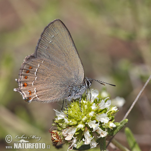 Ostrôžkár cezmínový (Satyrium ilicis)